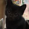 ickythestripedcat
