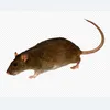 polish_rat1