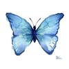 bluebutterfly_33