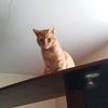 petlovermaster