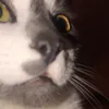 mothicmilk
