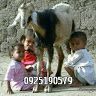 ceen127
