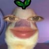 naytul_mus