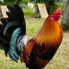 jcgamefarm3