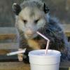 12_angry_possums