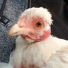suzychooks