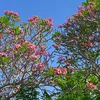 mengenalmu