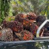 anaqi_oilpalm