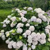evelgaine