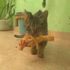 cezar.leonc