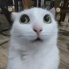 ggfhhfhhg_arsik7