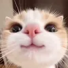 main_accountmayo