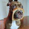 breaddog6969