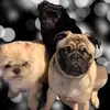 _pugs_shihtzu_