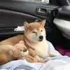 just.two.shibas