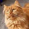 freyja_the_orangecat