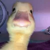 duckman___19