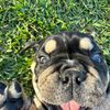 brisketthebully