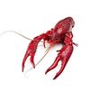 meekmudbug