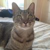 miau._li