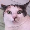 digimona2