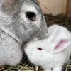 rogerrabbitry