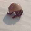 cloudythehermitcrab