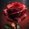 rosa_rosa530