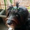 bessie_the_havanese