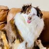 aussiedogmum1