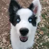lokichiot