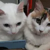 josi.sofia.mel