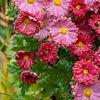 ahmadwaheed112