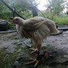 biring.salu