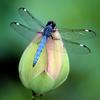 dragonfly_775