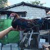 superdopergamefowl