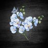 butterfly_c01