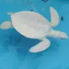 white_chocolate_turtle