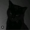 gat_5981