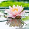 fleurdenenuphar3
