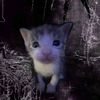 hrold_cobain15cod
