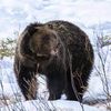 mountainbear40
