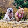 the.royal_paws
