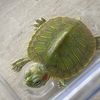 savetheturtles___