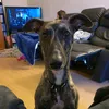 q_the_lurcher