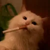 dipsie.kittie