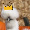 the_silkie_king