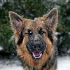 Loki