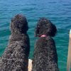 bernedoodleboys
