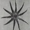 magsjia